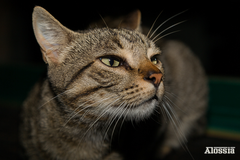 INTRUSO EN MI ÁTICO